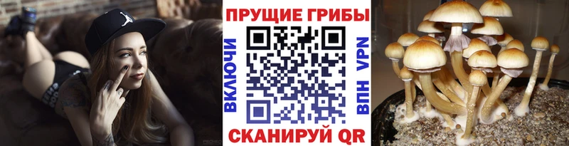 Псилоцибиновые грибы Psilocybine cubensis  Купить где  Ростов 